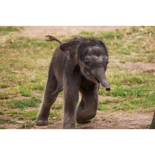 Dakota Fields Cute Baby Elephant On Canvas by Burroblando Print Wayfair